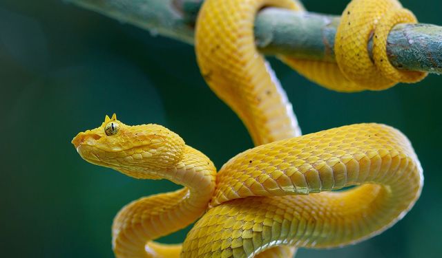 Tunceli’de sarı yılan görüntülendi