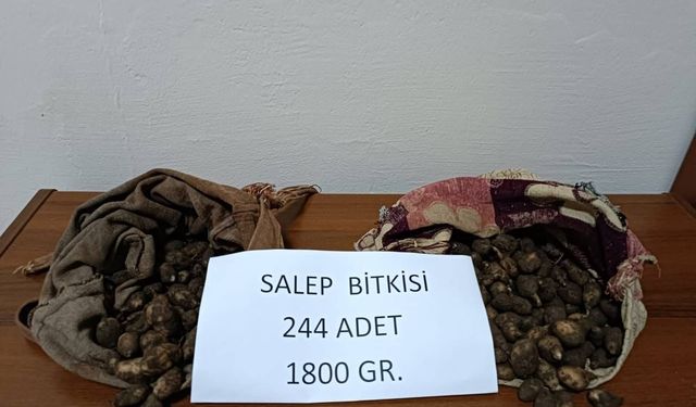 Dersim'de salep soğanı toplayan 2 kişiye 220 bin lira ceza kesildi