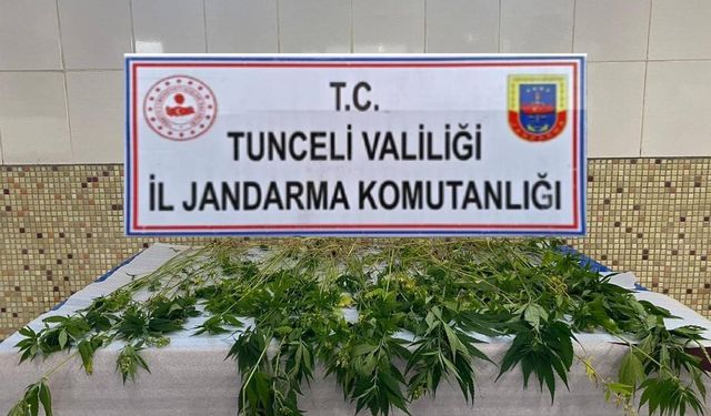 Dersim'de 227 kök kenevir ele geçirildi
