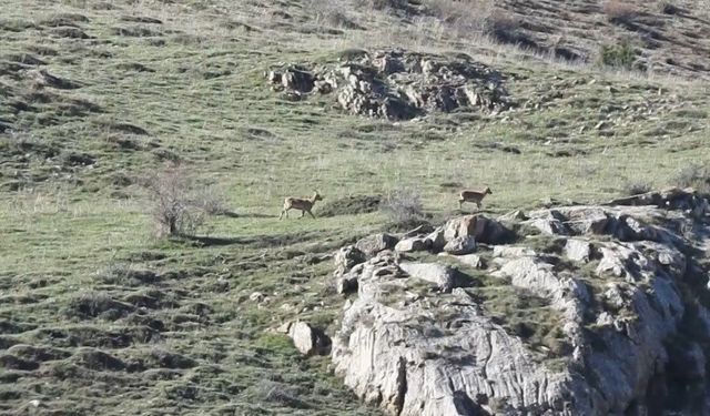 Munzur Dağlarında dağ keçileri ve peşlerinde ki ayılar görüntülendi