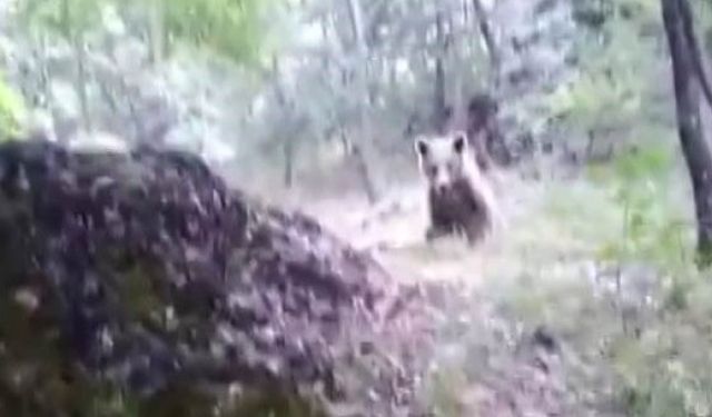 Amca diye seslendiği ayıyı besleyip öpücük gönderdi