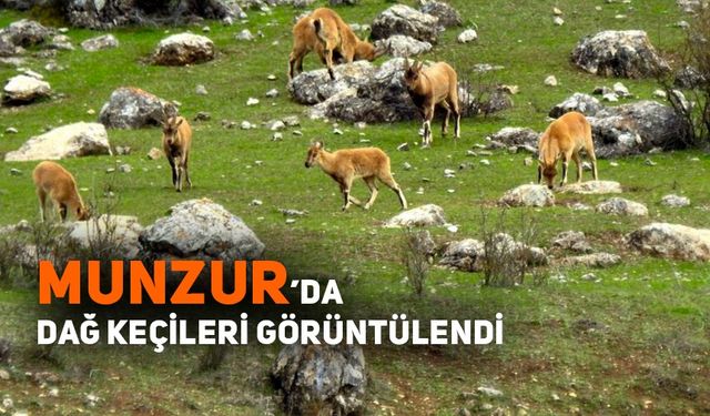 Munzur’da dağ keçileri görüntülendi