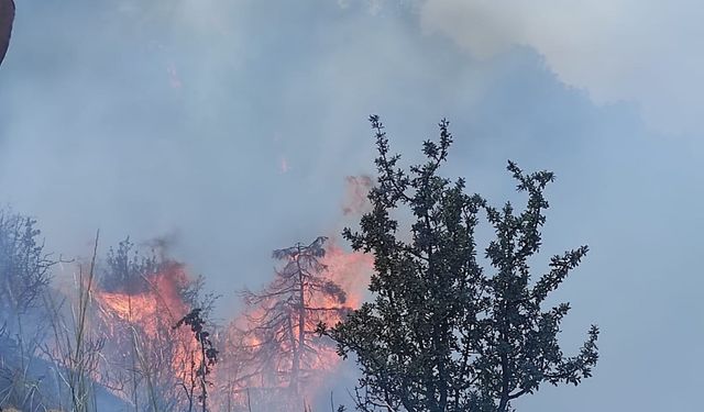 Ankara’da orman yangını