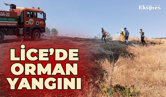 Son Dakika: Lice’de orman yangını