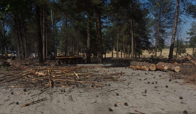 Dicle Üniversitesi’nde "hastalıklı ağaçlar" kesildi