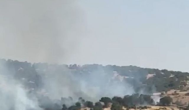 Lice'de orman yangını