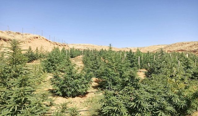 Bingöl'de 88 bin 766 kök kenevir ele geçirildi