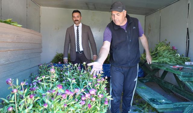 Burası Hollanda değil Sivas