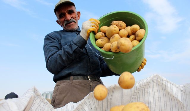 Patates üretiminde rekor