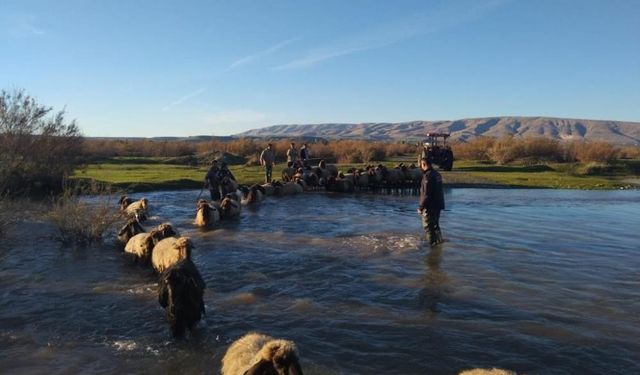 Sürü mahsur kaldı, kurtarma ekibi seferber oldu
