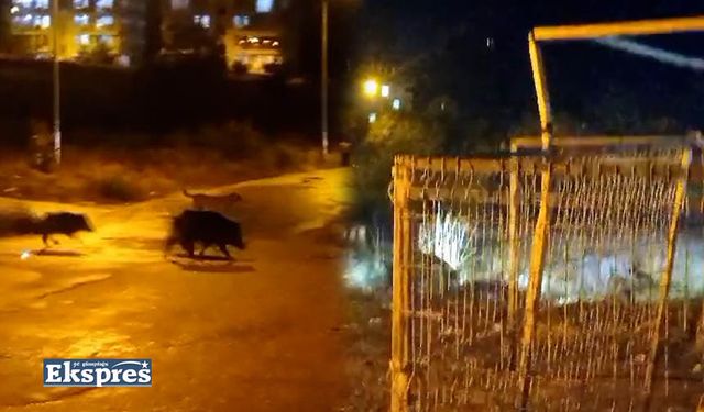 Tunceli’de aç kalan domuzlar caddelerde yiyecek aradı