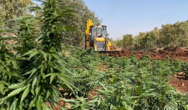 Lice’de 1 ton 168 kilo esrar ele geçirildi