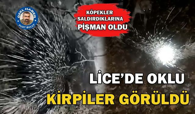 LİCE’DE OKLU KİRPİLER GÖRÜLDÜ