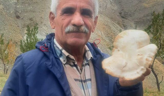 Hakkari’de kasım ayında mantar topladılar