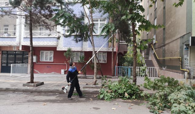 Bağlar’da ağaçlara bakım hizmeti