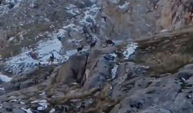 Koruma altındaki dağ keçileri Elazığ’da görüntülendi
