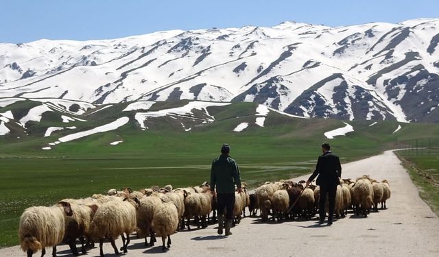 Yerli çoban bulamayınca İran'dan getirdiler