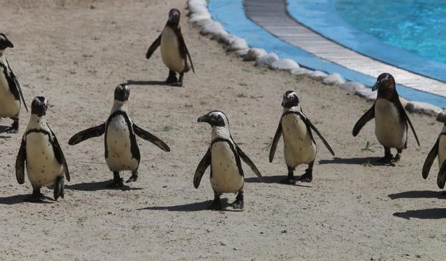 Bursa’daki penguen ailesi kalabalıklaşıyor