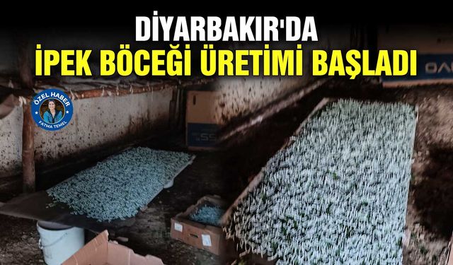 Diyarbakır'da ipek böceği üretimi başladı