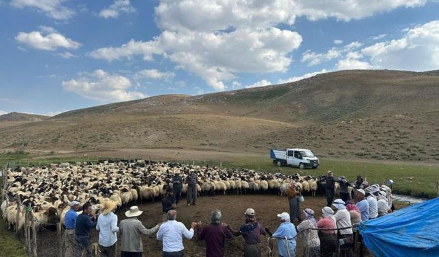 Yüksekova yaylalarında hayvanlar halay eşliğinde küpelendi