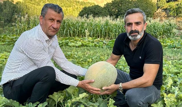 Hakkari’de ilk kez ekildi, büyüklüğü rekor kırdı