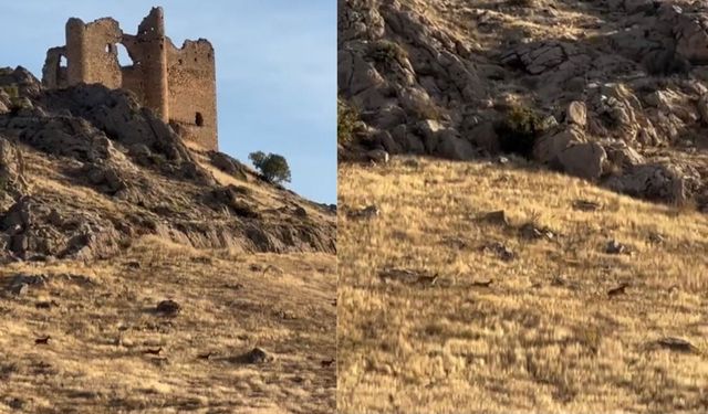 Elazığ Baskil’de dağ keçileri sürü halinde görüntülendi