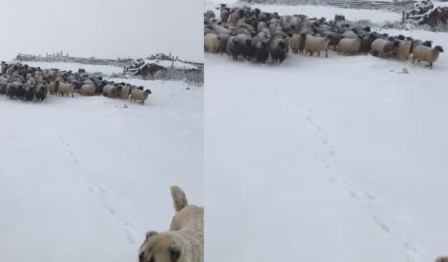 Kar yağışı sürü sahiplerine zor anlar yaşattı