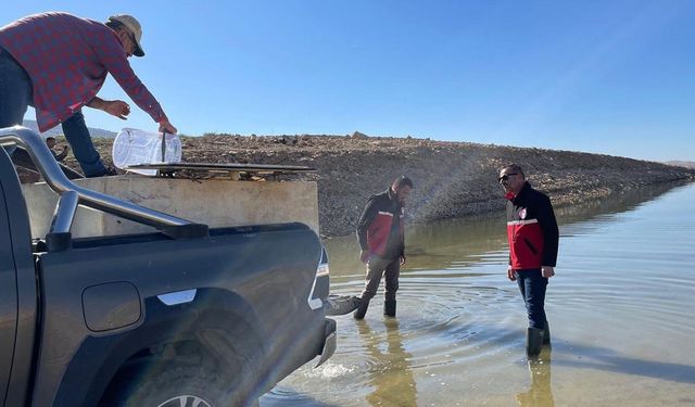 Ilısu Barajı’na 1 milyon Şabut Balığı yavrusu bırakıldı