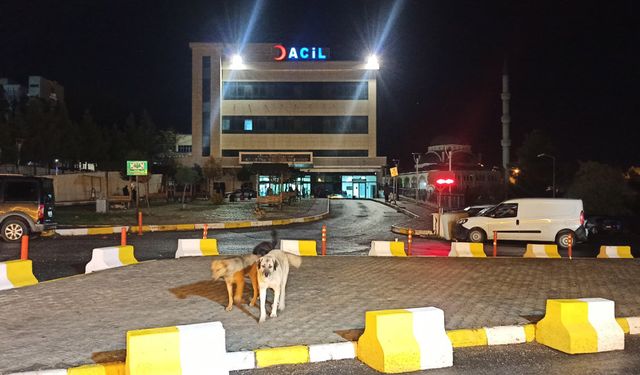 Diyarbakır’da iki hastane hayvanat bahçesine döndü!