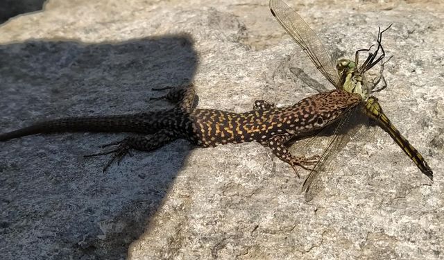 Kuş cenneti Nemrut Kalderası