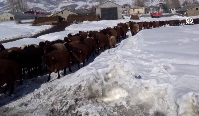 Besicilerin ‘beyaz’ çilesi: Mesai saati yok