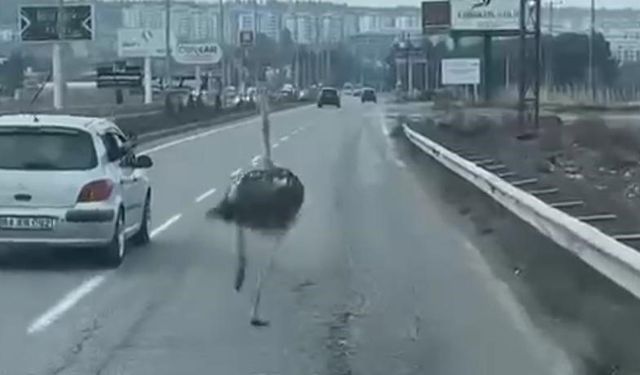 Diyarbakır'da çiftlikten kaçan deve kuşu trafiği birbirine kattı