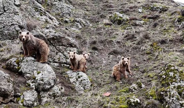 Tunceli’de kış uykusundan uyanan ayı ailesi görüntülendi