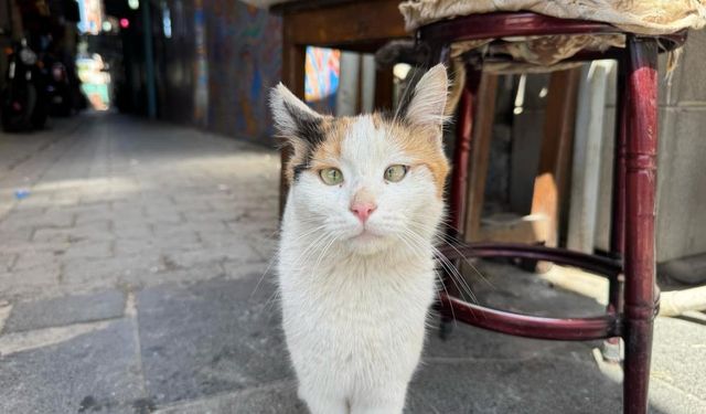Sur’un sevimli kedisi ilgi odağı oldu