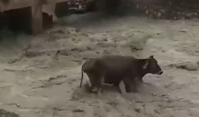 Siirt’te sağanak yağışların taşırdığı derede mahsur kaldı