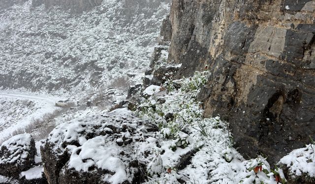 Kocaeli'den Şırnak'a gelen fotoğraf tutkunları, ters lale için dağa çıktı