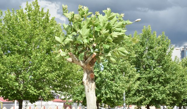 Diyarbakır’da yüzlerce ağaç tedavi altına alındı