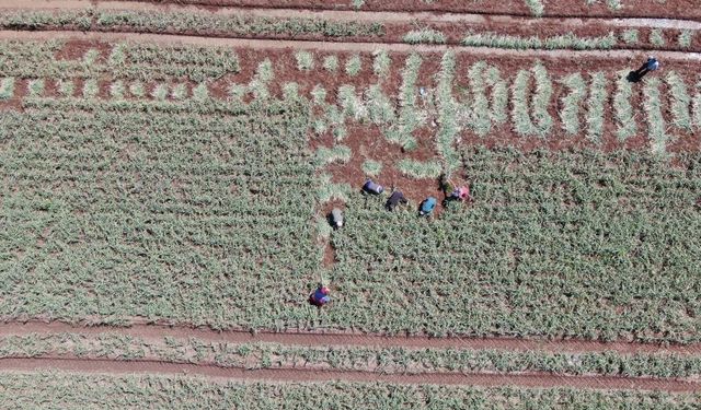 Saç dökülmesi, kabızlığa iyi geliyor: Şifa deposunda hasat zamanı