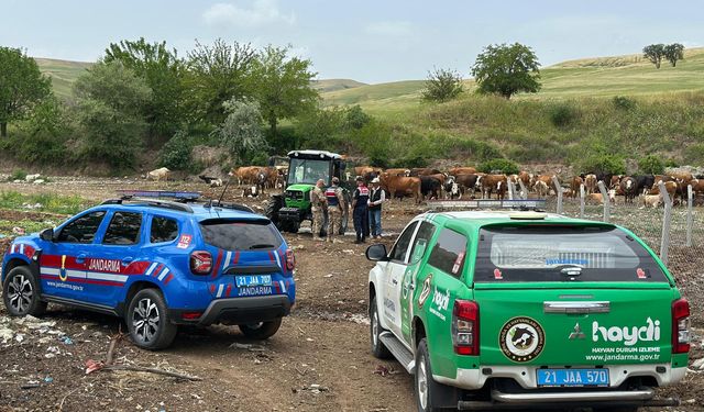 Diyarbakır'da besicilere jandarmadan uyarı!