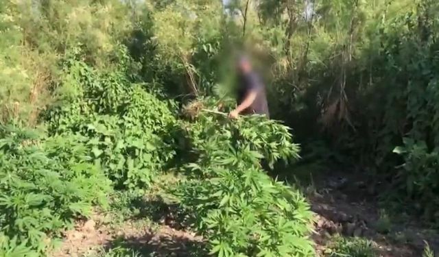 Dicle Nehri adacıklarında kenevir operasyonu