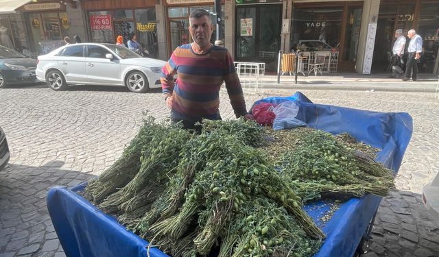 Diyarbakır’da yeşil nohut zamanı