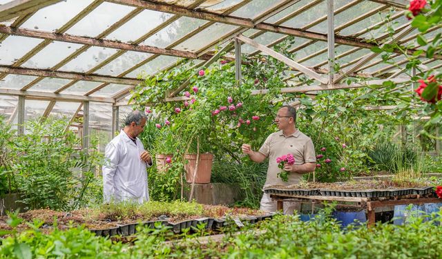 Diyarbakır'da 4625 yıllık güle koruma kararı