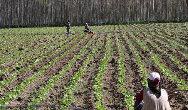 Diyarbakır'ın 8 bin yıllık bahçesinde kesintisiz tarım