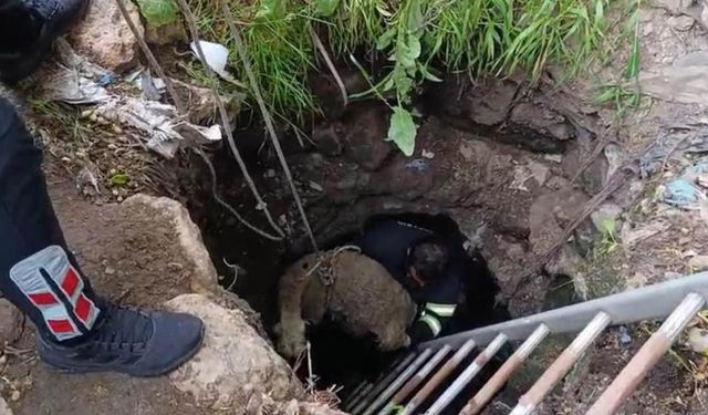 Diyarbakır’da kuyuya düşen koyun böyle kurtarıldı