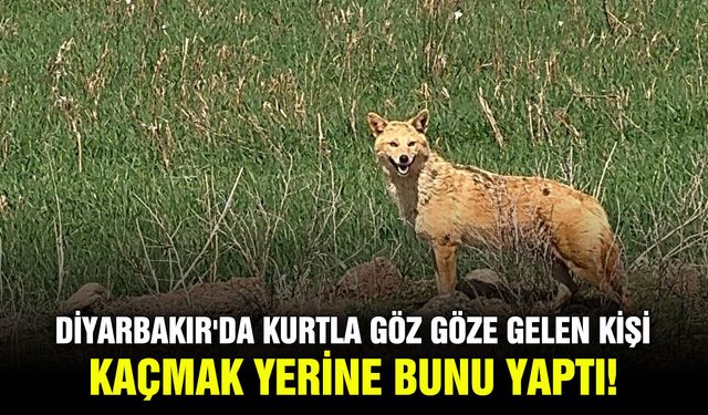 Diyarbakır'da kurtla göz göze gelen kişi kaçmak yerine bunu yaptı!