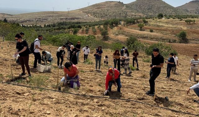 Mardin'de Deyrulzafaran Manastırında zeytin dikimi