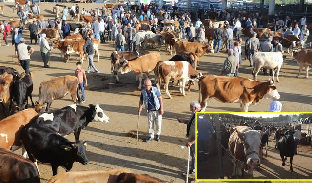 NEDENİ BELLİ OLDU Türkiye’nin kurbanlıkları Diyarbakır’dan tercih ediyor