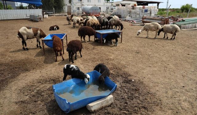 Onlarca kuzu annesiz kaldı