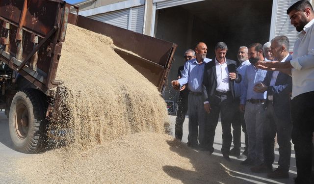 Sezonun ilk arpa hasadı yapıldı