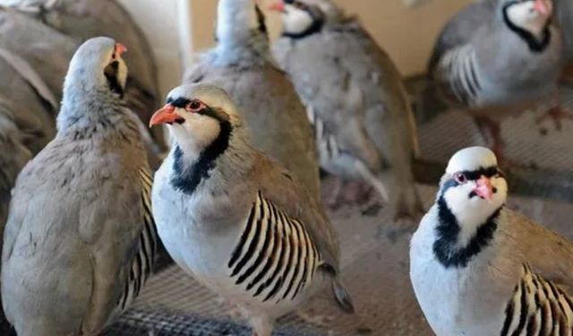 216 bin kınalı keklik doğaya salındı
